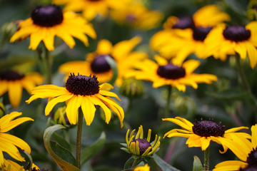 Yellow Summer Flowers