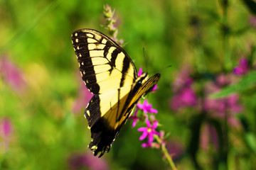 Eastern Tiger Swallowtail