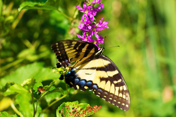 Eastern Tiger Swallowtail
