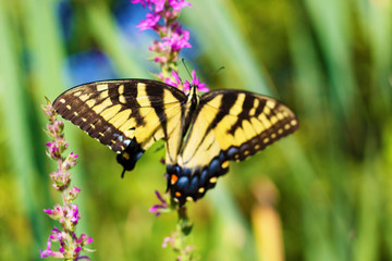 Obraz na płótnie Canvas Eastern Tiger Swallowtail