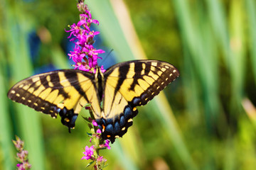 Eastern Tiger Swallowtail