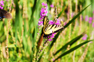 Eastern Tiger Swallowtail