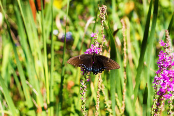 Spicebush Swallowtail