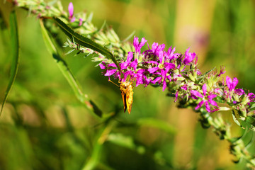 Peck's Skipper butterfly