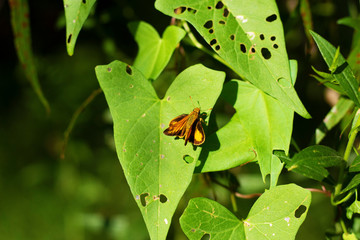 Peck's Skipper butterfly