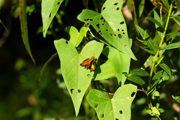 Peck's Skipper butterfly