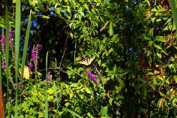 Obraz premium Eastern Tiger Swallowtail