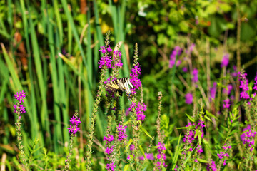 Eastern Tiger Swallowtail