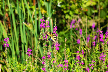 Eastern Tiger Swallowtail