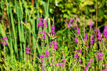 Eastern Tiger Swallowtail