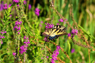 Obraz na płótnie Canvas Eastern Tiger Swallowtail