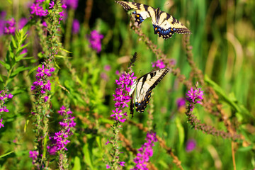 Eastern Tiger Swallowtail