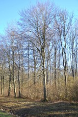 Obraz premium foret 2