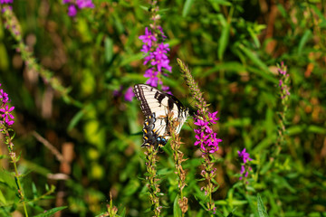 Eastern Tiger Swallowtail