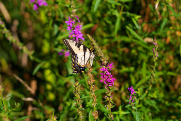 Eastern Tiger Swallowtail