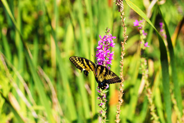 Eastern Tiger Swallowtail