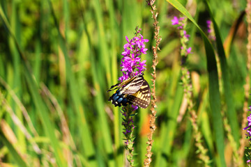 Eastern Tiger Swallowtail