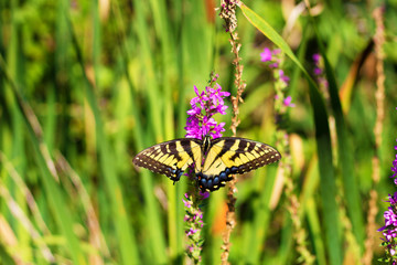 Eastern Tiger Swallowtail