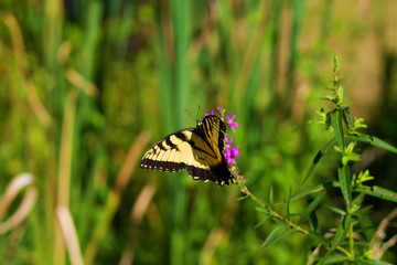 Eastern Tiger Swallowtail