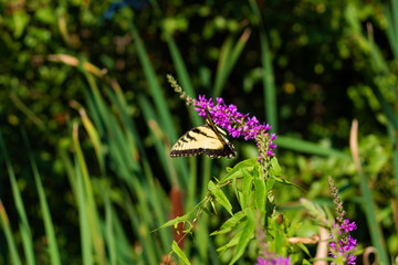 Eastern Tiger Swallowtail