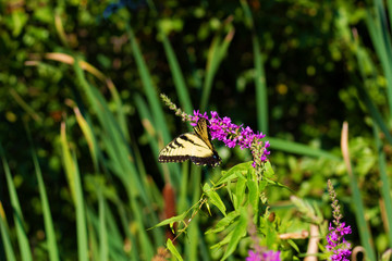 Eastern Tiger Swallowtail