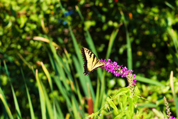 Eastern Tiger Swallowtail