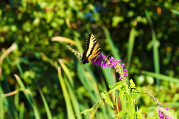 Eastern Tiger Swallowtail