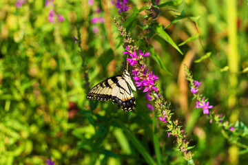 Eastern Tiger Swallowtail