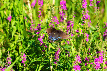 Spicebush Swallowtail
