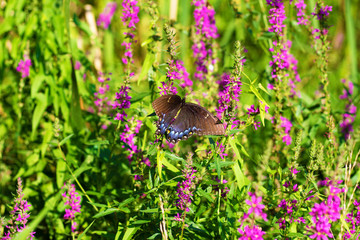 Spicebush Swallowtail