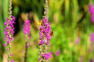 Peck's Skipper butterfly
