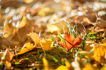 Background autumn maple leaves