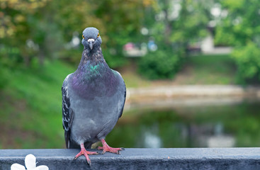 Pigeon sits on a metal railing in a city park.
