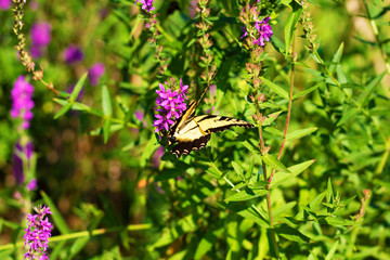 Eastern Tiger Swallowtail