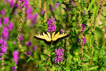 Eastern Tiger Swallowtail