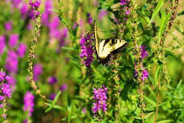Eastern Tiger Swallowtail