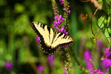 Eastern Tiger Swallowtail