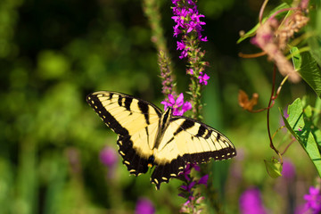 Eastern Tiger Swallowtail