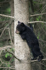 Black bear in the wild