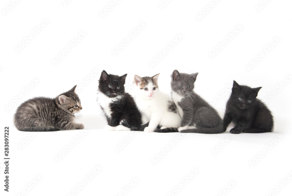 Wall mural five cute kittens on white background