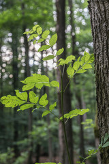 young beech tree