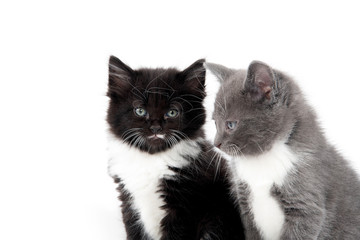 two cute kittens sitting on white background