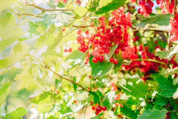 Red currant berries and green leaves in the autumn garden on a sunny day