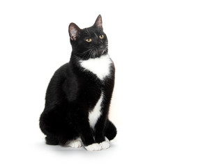 black and white tuxedo cat