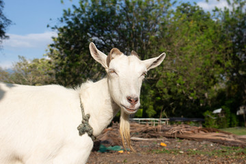 Young white goat in the meadow