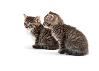 Two tabby kittens on white