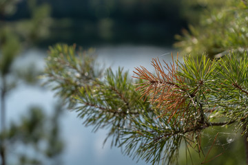 Close-up. Pine branch against the background of blurred quarry with blue water and trees on a sunny summer day