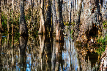 Cypress tree trunks reflected in swamp water