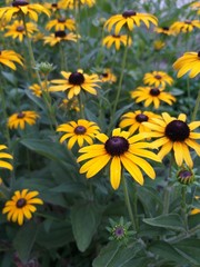 Flowers yellow in the garden, autumn background