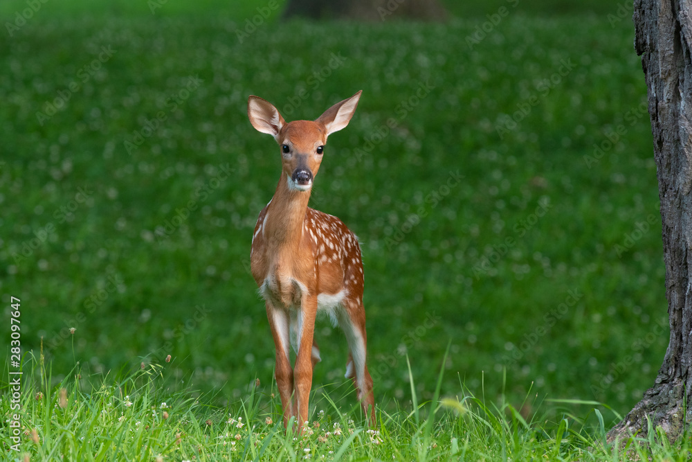 Wall mural white-tailed deer fawn in late evening